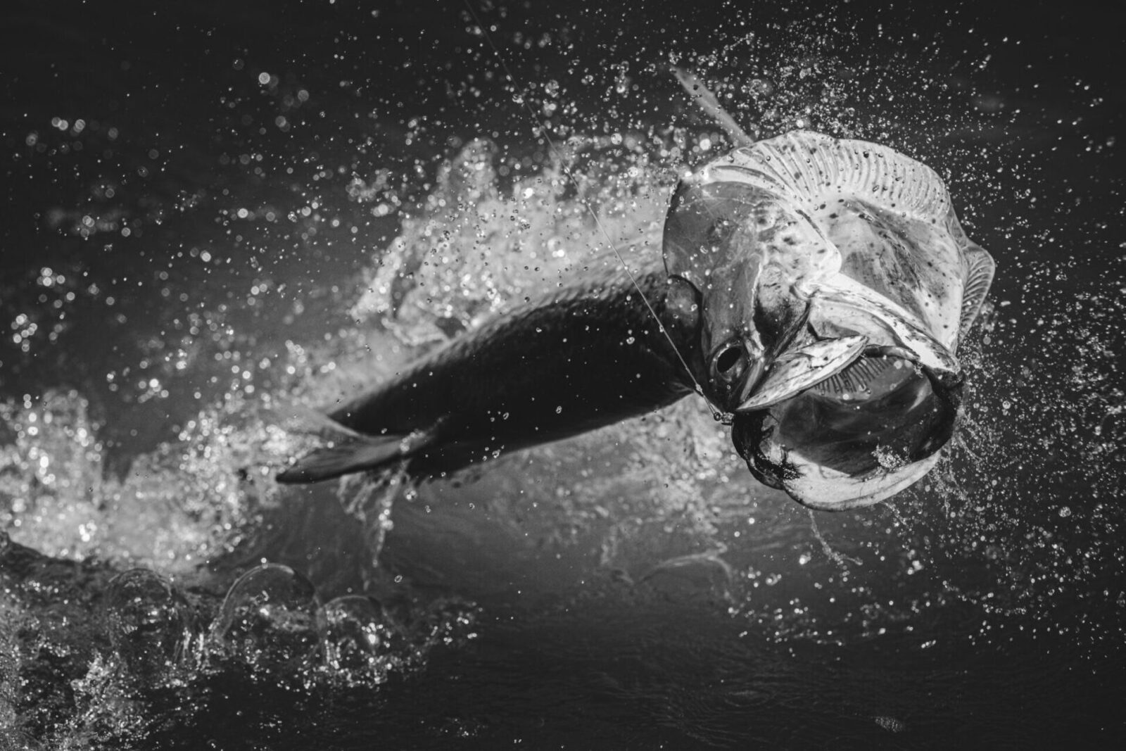 Tarpon leaping on the flats