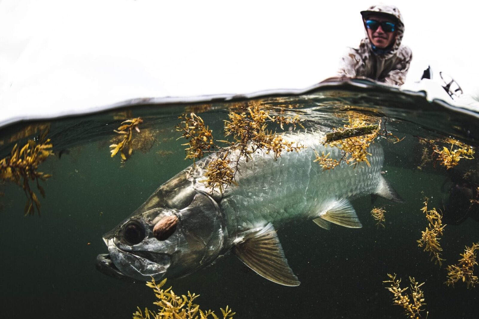 Over-under view of a tarpon