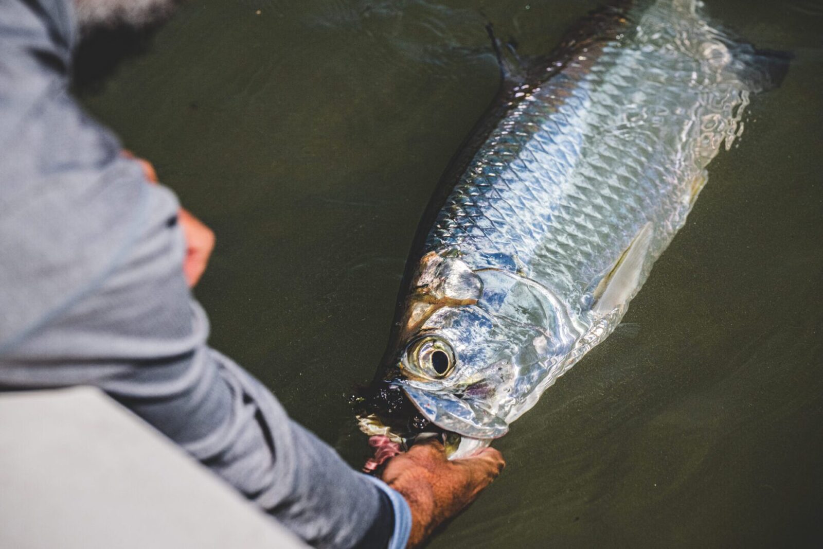 Silver tarpon at boatside